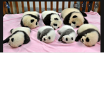 panda odyssey