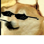 Ur daily doge