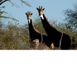 Animal CIA Group