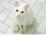 Seashellclan [warrior cat rp]