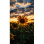 Sunflower squad have a great day or night