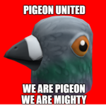 Pigeons United!.