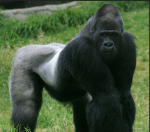 TheGorillas