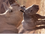 save the rhinos!!