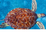######### turtles