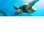 I like turtles