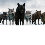 the best wolf pack(cool)