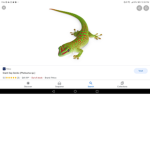 GEKKO Group of mango