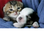 i love kittens and puppys