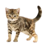 Project Kitten