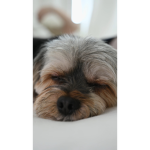 This my dog her name is maxi