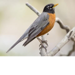 the 'Robin'