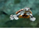 PENGUINS AND TURTLES