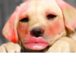 DoggieSS squad