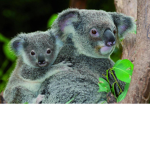 Koala group best