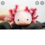 Baby Axolotl groups