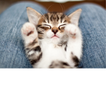 Adorable kittens club