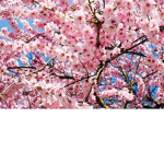 Cherry Blossom Sqaud