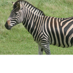 Be a cool zebras