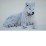 SheWolf's pack