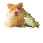 Frog And Hamsters (Any Animals Too)