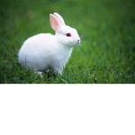 Bunny bun bun.