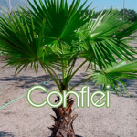 Tropical (vc)