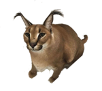 Floppas Studi0
