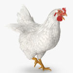 The Chicken Team gang