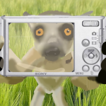 Lemur lovers