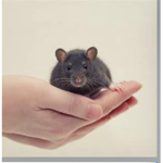 I stole your pet rat!