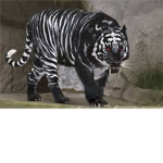 Dark ninjas Tigers