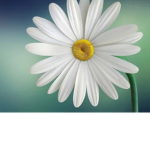 FLOWER BFF’S