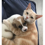Kitties and puppies club :D