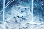 Wolfs Wolfss