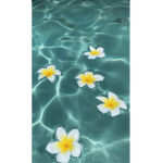 - flowers aesthetics -