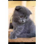 Kittyyyy Catttt