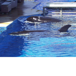 team SeaWorld's Place Number: 2
