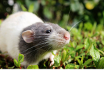 Kos's Rats United