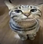 The cool popcat group