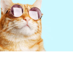Da hood kitty gang