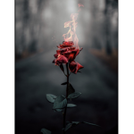 •~Roses~•