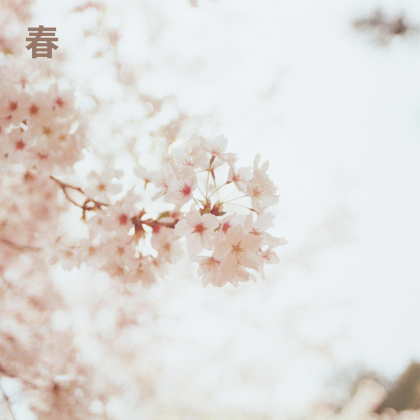 blossom Roblox music