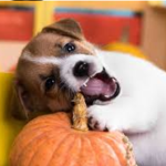 buddyBeans halloweenStore