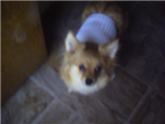 kitten and minature pomeranian puppy fan group!!!