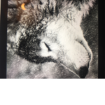Night wolf army
