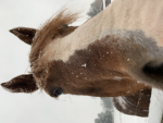 ~|Clover Meadows Equestrian|~