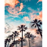 Palmtrees :>