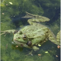 Be a frog