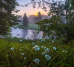 dreamgrove